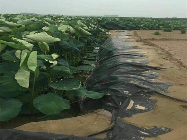 莲藕防渗膜图片第2张 莲藕防渗膜图片第2张-盈旭土工材料